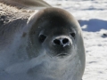 Crabeater Seal