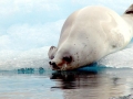 Crabeater Seal