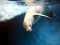 Crabeater Seal