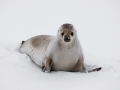 Crabeater Seal