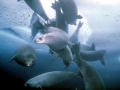 Crabeater Seal