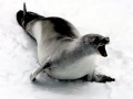 Crabeater Seal