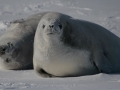 Crabeater Seal
