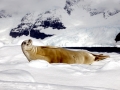 Crabeater Seal
