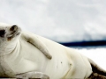 Crabeater Seal