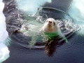 Crabeater Seal