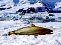 Crabeater Seal