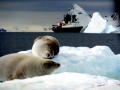 Crabeater Seal