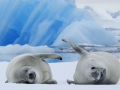 Crabeater Seal