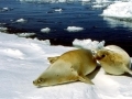 Crabeater Seal