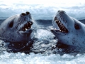 Crabeater Seal