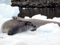 Crabeater Seal