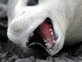 Crabeater Seal