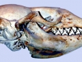 Crabeater Seal
