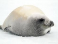 Crabeater Seal