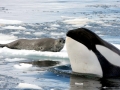 Crabeater Seal
