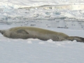 Crabeater Seal