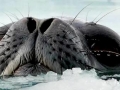 Crabeater Seal