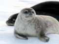 Crabeater Seal