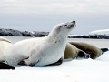 Crabeater Seal