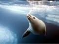Crabeater Seal