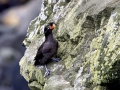 Crested Auklet