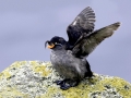 Crested Auklet