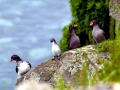 Crested Auklet