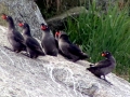 Crested Auklet