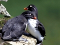 Crested Auklet