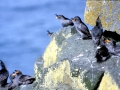 Crested Auklet