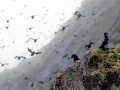 Crested Auklet