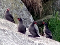Crested Auklet