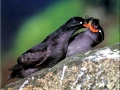 Crested Auklet