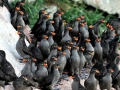 Crested Auklet
