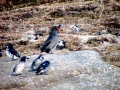 Crested Auklet