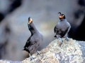 Crested Auklet