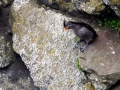 Crested Auklet