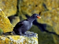 Crested Auklet
