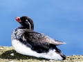 Crested Auklet