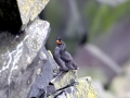 Crested Auklet