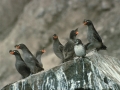 Crested Auklet