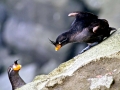 Crested Auklet