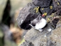 Crested Auklet