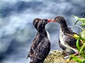Crested Auklet
