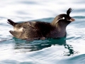 Crested Auklet