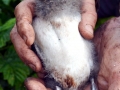 Crested Auklet