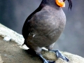 Crested Auklet