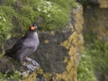 Crested Auklet