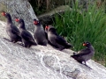 Crested Auklet